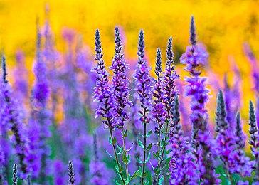 能换换花样吗？IGN批PS5第一方游戏陷入悲伤复仇主题循环